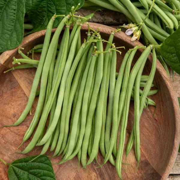 Légumes Secs - Haricot Nain Vert Oxinel 2 - face recto